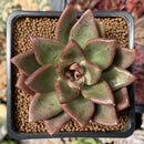 Echeveria Agavoides 'Pine Rose' 3" Succulent Plant