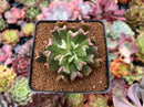 Echeveria 'Black Hawk' 2" Succulent Plant
