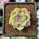Echeveria 'Malgan' 1" Succulent Plant