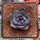 Echeveria 'Black Bear' 1"-2" Succulent Plant
