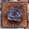 Echeveria 'Black Bear' 1"-2" Succulent Plant