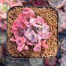 Echeveria 'Trumpet Pinky' 1" Cluster Succulent Plant
