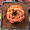 Echeveria 'Evening Star' 1" Succulent Plant