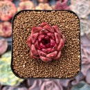 Echeveria Agavoides 'Flowers' 1"-2" Succulent Plant