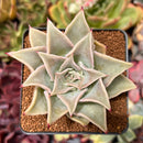 Echeveria 'Madiba' 2"-3" Succulent Plant
