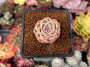 Echeveria 'Mario' Malgan Hybrid 1" Succulent Plant