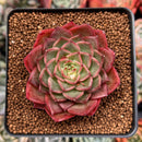 Echeveria 'Melanie' 2" Succulent Plant