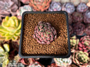 Echeveria 'Scorpio' 1" Succulent Plant