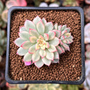 Echeveria 'Mebina' Variegated 2" Succulent Plant