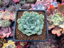Echeveria 'Hearts Choice' 2" Succulent Plant