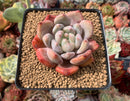 Echeveria 'Zenith' 3" Succulent Plant