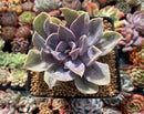 Echeveria 'Perle von Nurnberg' Variegated/Mutated 4" Succulent Plant