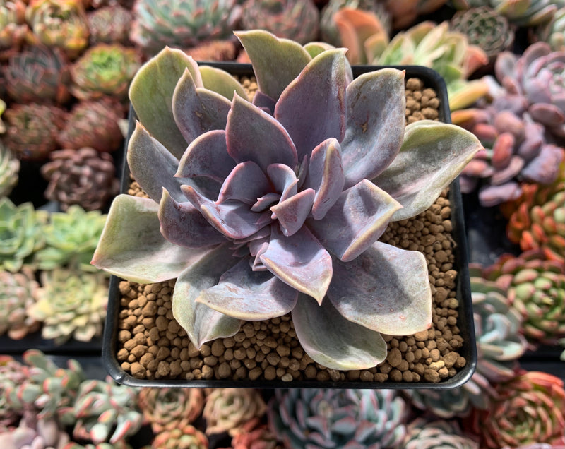 nuremberg succulent Echeveria 'Perle von Nurnberg' Variegated/Mutated 4" Succulent Plant – True Succulents Plant Co