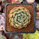 Echeveria 'Timothy' 2" Succulent Plant