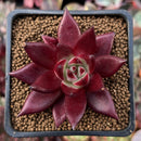 Echeveria Agavoides 'Luming' 2" Succulent Plant