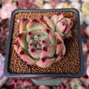 Echeveria Agavoides 'Giant Pink' 2" Cluster Succulent Plant