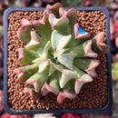 Echeveria 'Black Hawk' 2" Succulent Plant