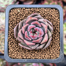 Echeveria 'Herbion' 1" Succulent Plant