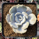 Echeveria 'Tiramisu' 2" Succulent Plant