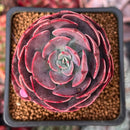 Echeveria 'Muesli' 2" Succulent Plant