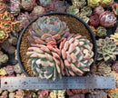 Echeveria 'Orange Monroe' 8" Cluster Extra Large Succulent Plant