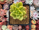Sedum 'Alice Evans' Variegated 3" Succulent Plant
