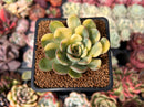 Echeveria 'Pulidonis' Variegated 2" Succulent Plant
