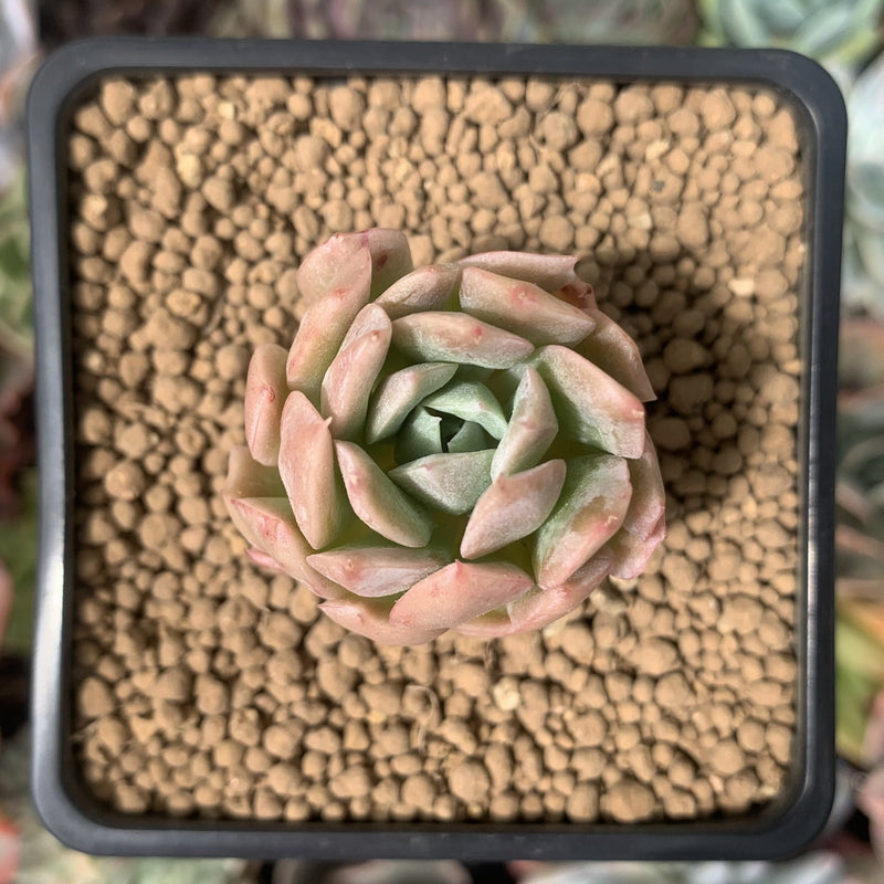 rose queen succulent Echeveria 'Rose Queen' 1" Succulent Plant