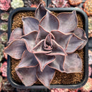 Echeveria 'Rodolfi' 4" Succulent Plant