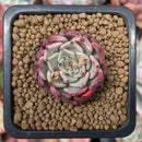 Echeveria 'Sarahime' 1/2" Small Seedling Succulent Plant