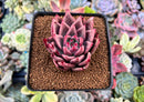 Echeveria Agavoides Superclone 2" Succulent Plant