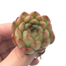 Echeveria 'Ball' 2" Rare Succulent Plant