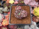 Echeveria 'Strike Angel' 1" Cluster Succulent Plant