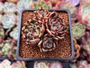 Echeveria Agavoides 'Sarabony' 2"-3" Cluster Succulent Plant