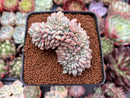 Echeveria 'Ariel' 2" Crested Cluster Succulent Plant