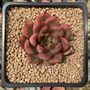 Echeveria Agavoides 'Red Bell' 2" Succulent Plant