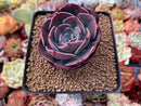 Echeveria 'Muesli' 3" Succulent Plant