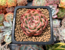 Echeveria 'Estrella' 1"-2" Succulent Plant
