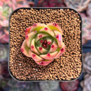 Echeveria 'Blue Dragon' 1" Succulent Plant