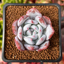 Echeveria 'Ivory' 2" Powdery Succulent Plant