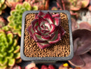 Echeveria Agavoides 'Hongbyul' 1" Succulent Plant