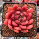 Echeveria Agavoides 'Shooting Star' 3" Succulent Plant