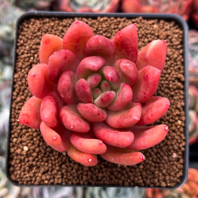 shooting star succulent plant Echeveria Agavoides 'Shooting Star' 3" Succulent Plant