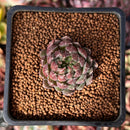 Echeveria 'Scorpio' 1" Succulent Plant
