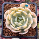 Echeveria Runyonii Variegated (Aka Echeveria 'Akaihosi' Variegated) 2" Succulent Plant