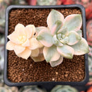 Graptoveria 'Titubans' Variegated 2” Cluster Succulent Plant