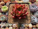 Echeveria Agavoides 'Morgain' 3" Succulent Plant