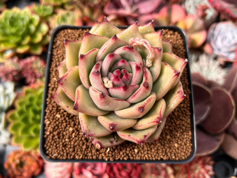 ebony succulent Echeveria Agavoides 'White Ebony' 3" Succulent Plant – True Succulents Plant Co