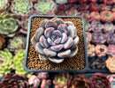 Echeveria 'Hayul' 2" New Hybrid Succulent Plant
