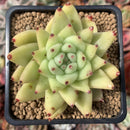 Echeveria Agavoides 'Maria' 2" Succulent Plant
